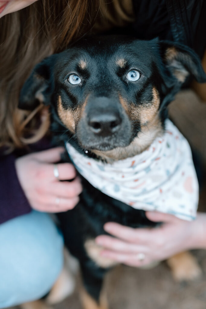 Black and tan dog with bright blue eyes